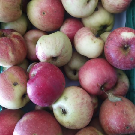 Pomme Maigold