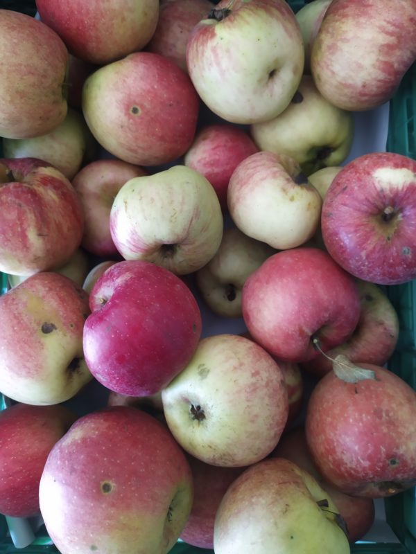 Pomme Maigold
