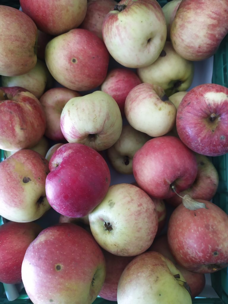 Pomme Maigold