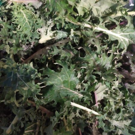 Chou kale
