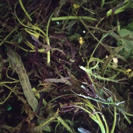 Salade Mix