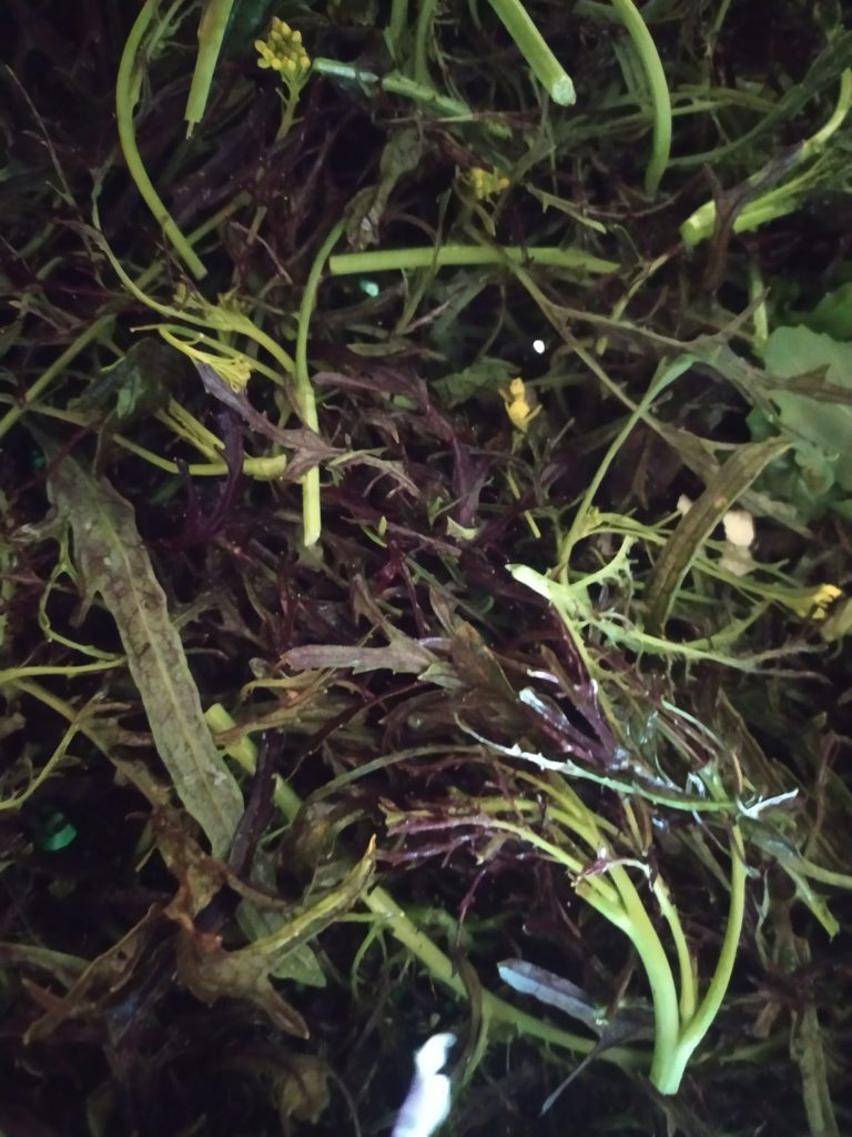 Mesclun