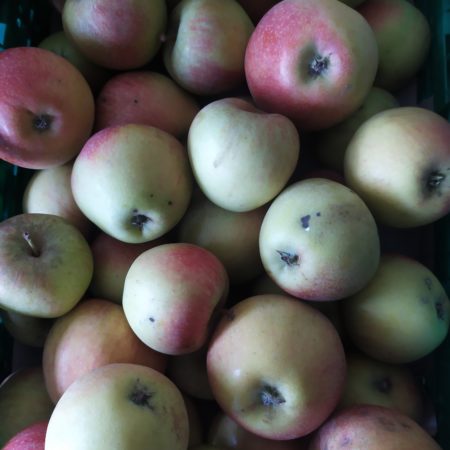 Pomme Kidd's Orange