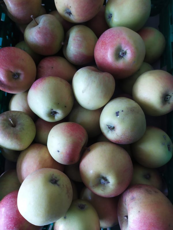 Pomme Kidd's Orange