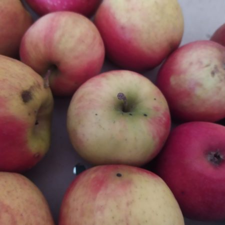 Pomme Cripp's Pink
