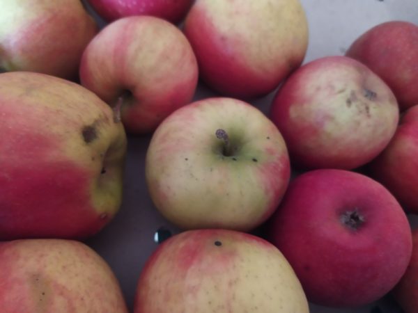 Pomme Cripp's Pink