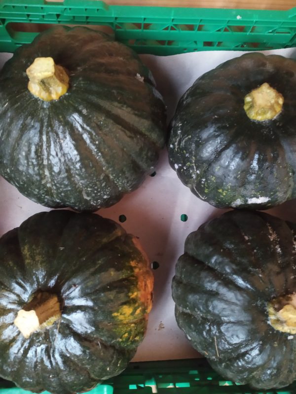 Courge kabocha
