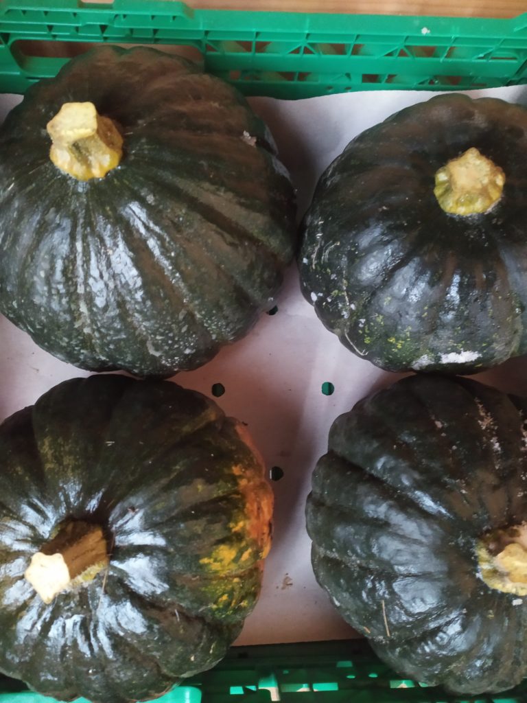 Courge kabocha