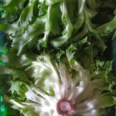 Chicorée frisée