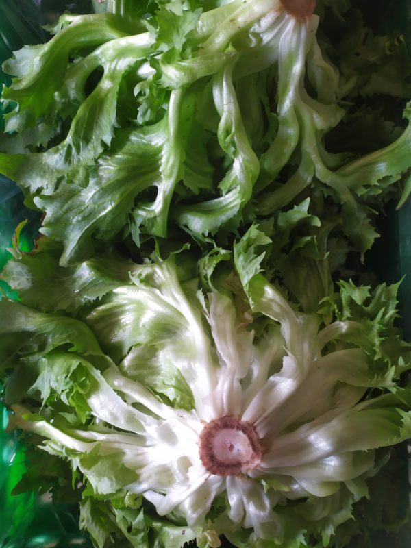 Chicorée frisée