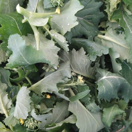 Cima di rapa