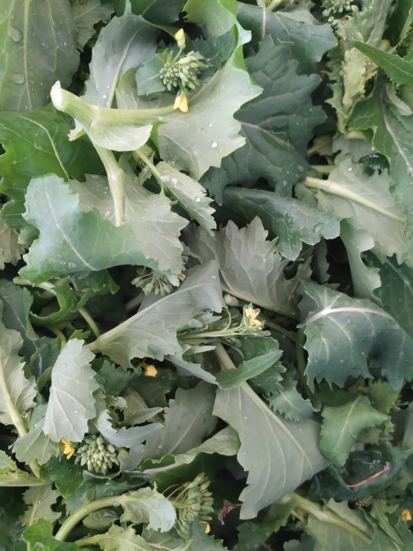 Cima di rapa