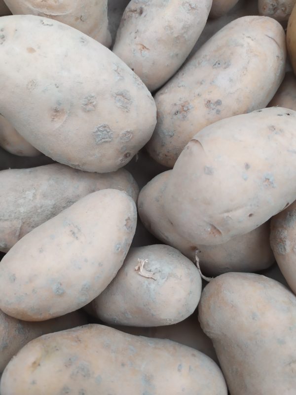 Pomme de terre