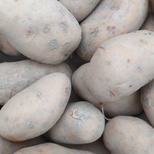 Pomme de terre