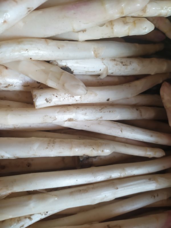 Asperge blanche 2ème choix