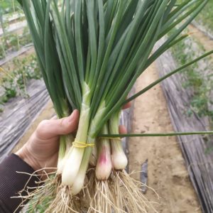 Oignon botte