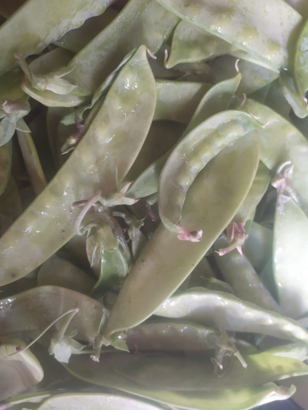 Pois Mange-tout