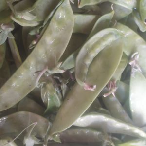 Pois Mange-tout