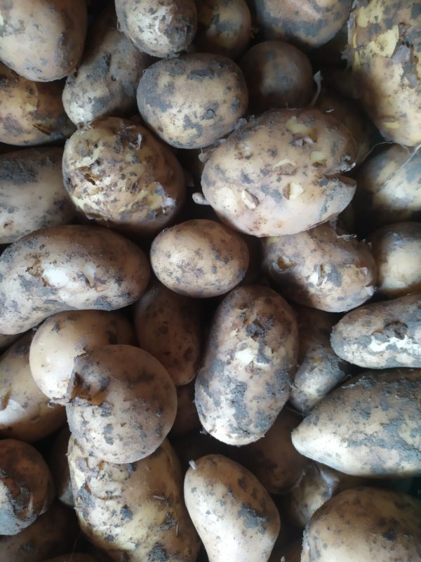Patate nouvelle