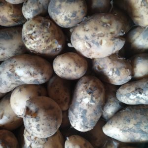 Patate nouvelle
