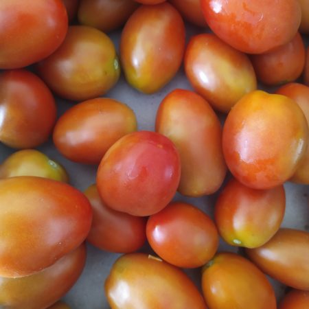 Tomate Roma