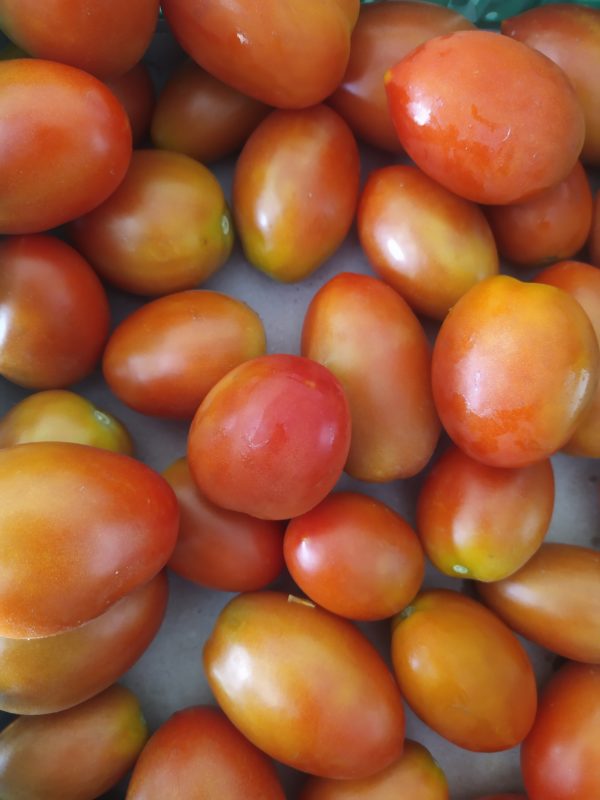 Tomate Roma