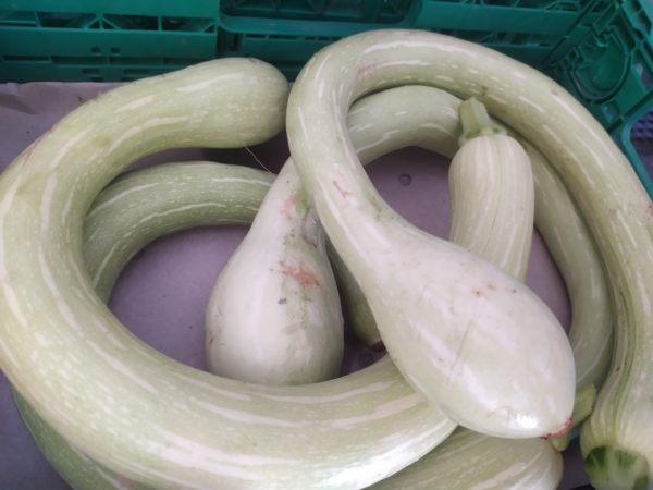 Courgette trompette