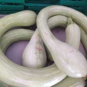 Courgette trompette