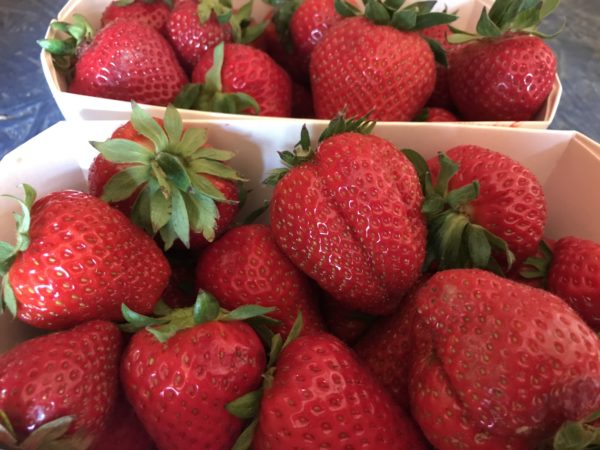 Fraises